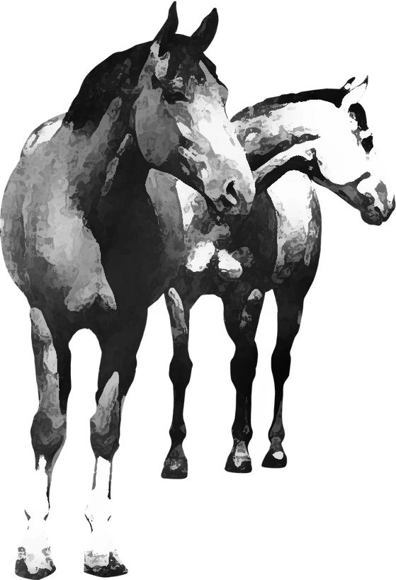 Centre équestre Les Poneys de Charlotte, Saint-Germain-les-Vergnes — deux chevaux